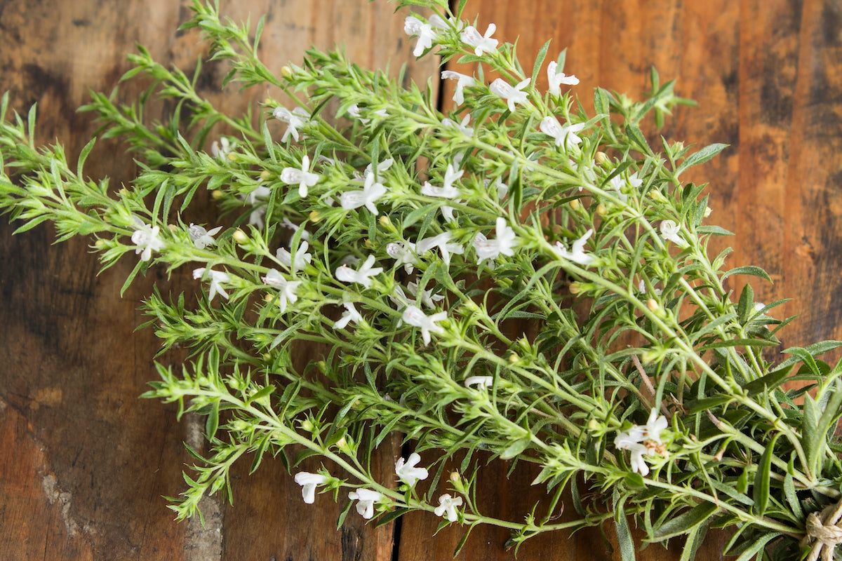 Compact green Summer Savory Pflanze in full sun