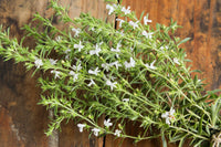 Compact green Summer Savory Pflanze in full sun