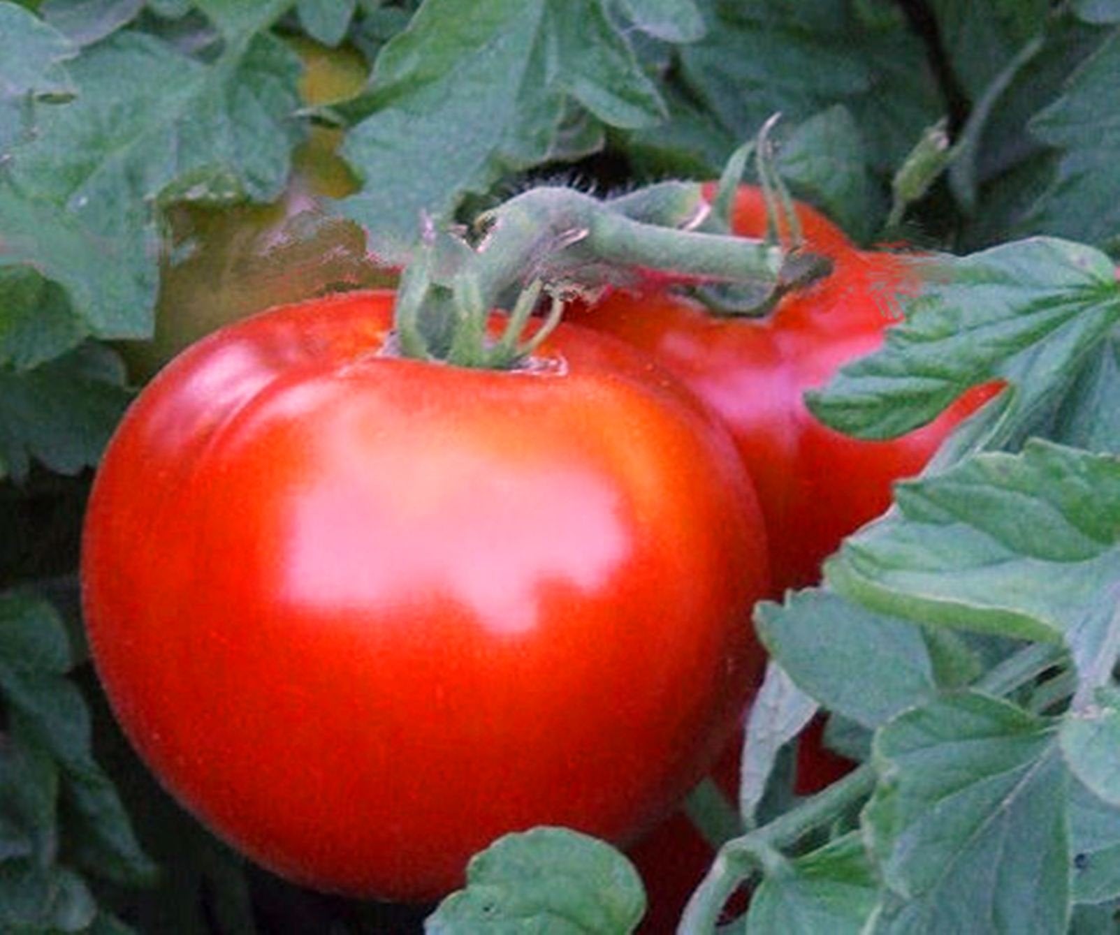 Compact tomato samen für small-space gardens