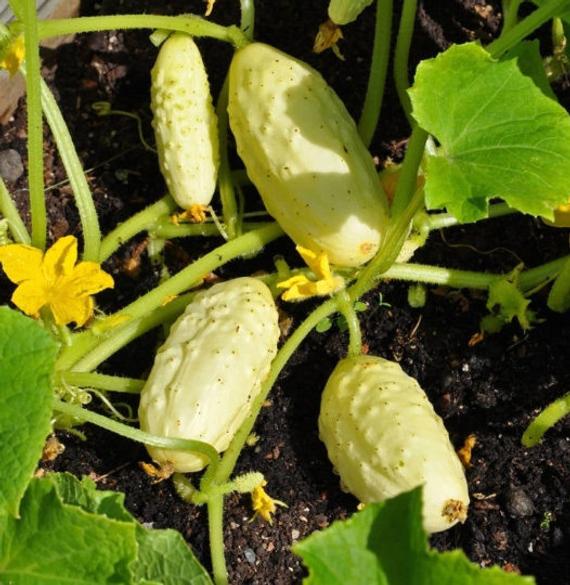 Compact mini weiße cucumber samen für gemüse patches