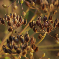 Compatto Dill grown from Samen in container Garten