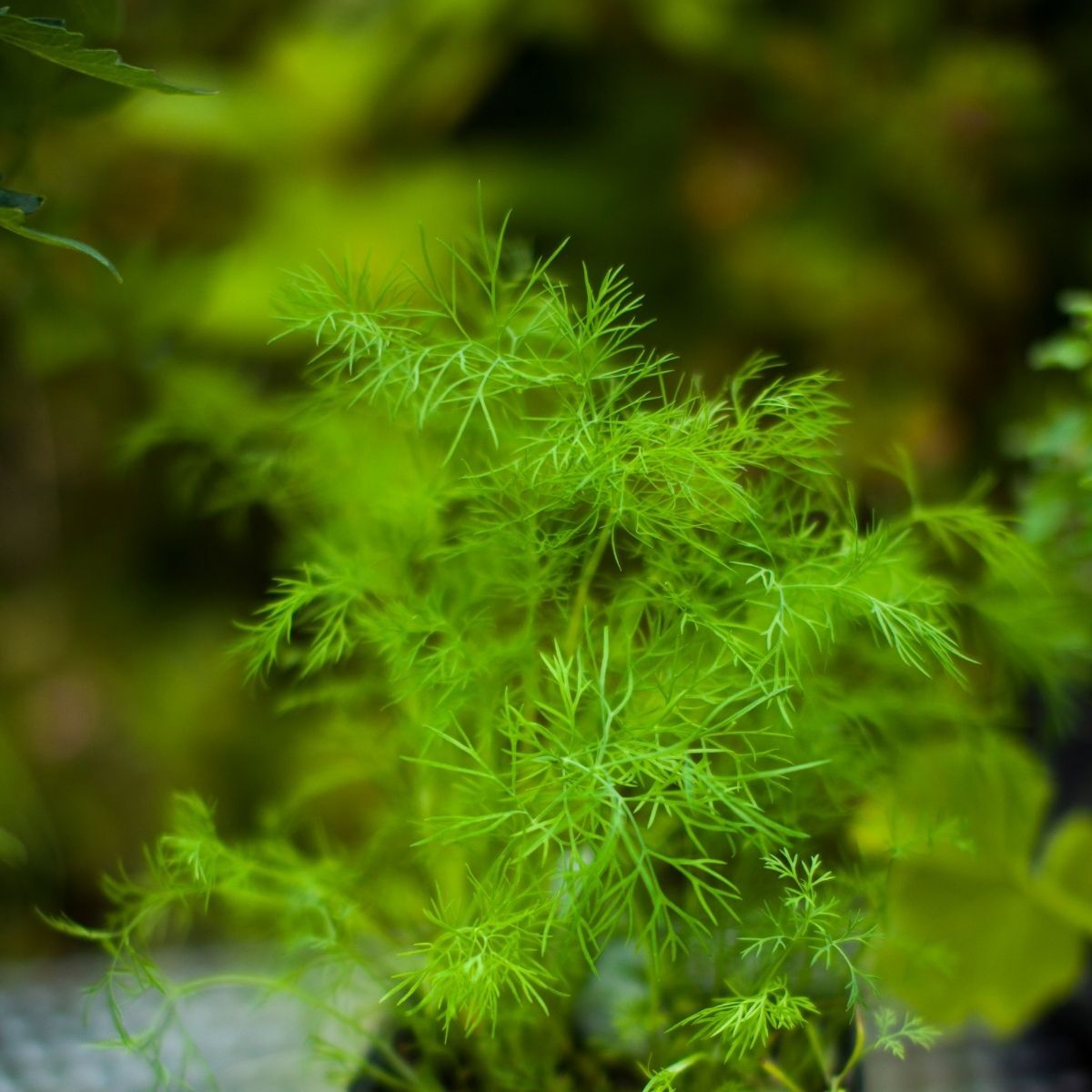 Compatto Dill Samen Anethum graveolens compact foliage