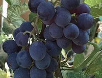 Ripe Concord grape cluster close-up