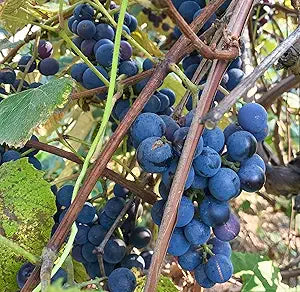 Concord grape seeds für planting