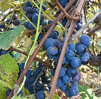 Concord grape seeds für planting