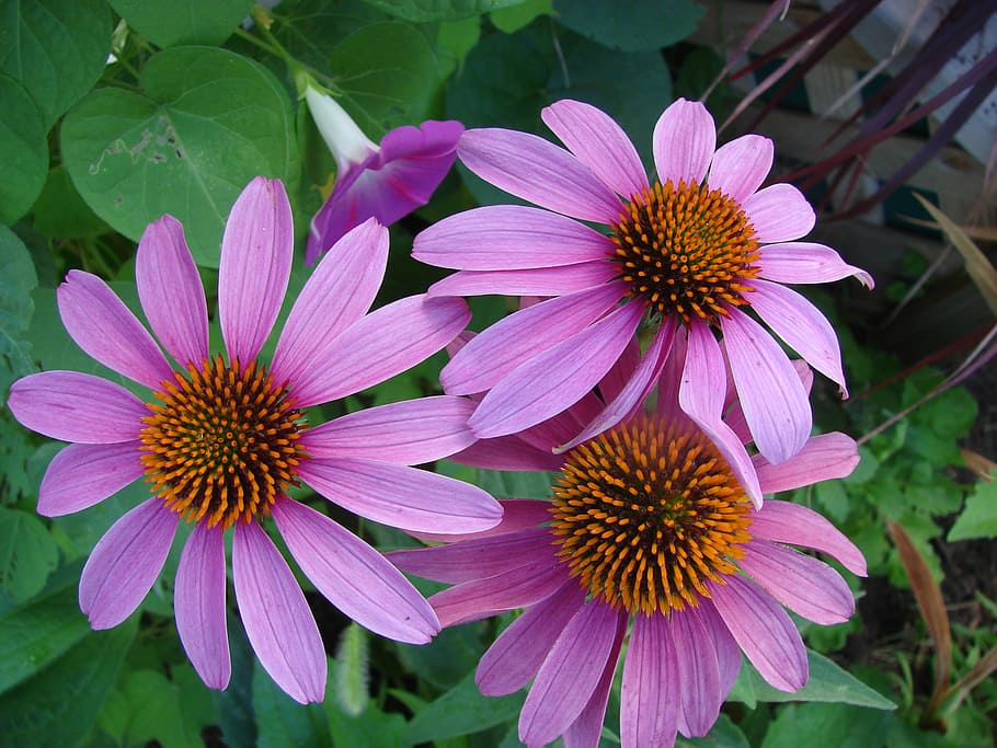 ConeFlower Samen zur Aussaat saisonal Dauerblüher Traditionssorte & ohne Gentechnik Samen Hausgarten