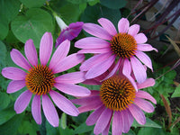ConeFlower Samen zur Aussaat saisonal Dauerblüher Traditionssorte & ohne Gentechnik Samen Hausgarten