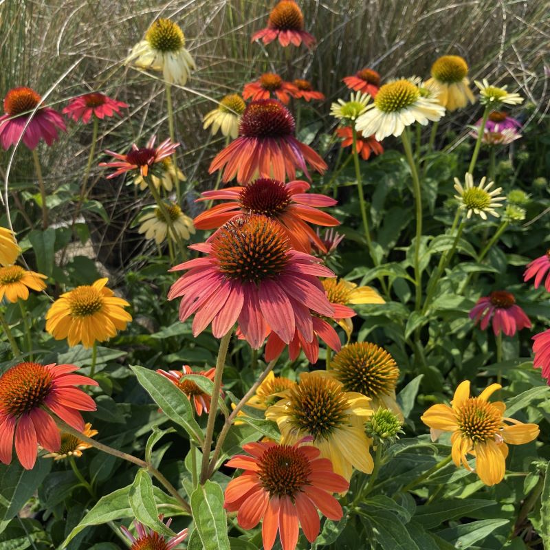 Mixed Color Cheyenne Spirit Coneflowers Blooming in Garten