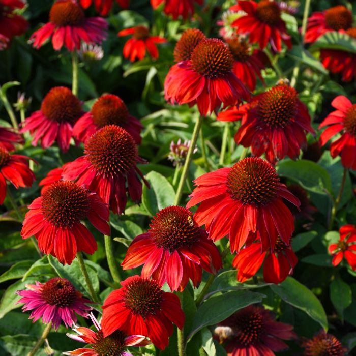 Cone Blumensamen zur Aussaat farbenfroh Schau Traditionssorte & ohne Gentechnik Samen Hausgarten