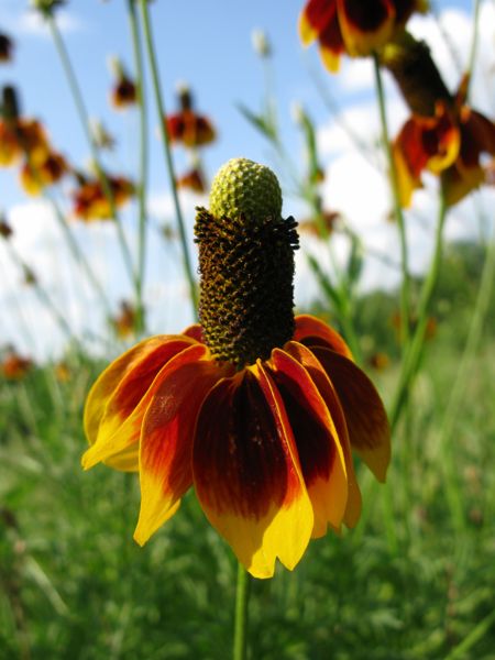 Prairie Blumensamen zur Aussaat pflegeleicht Traditionssorte & ohne Gentechnik Samen Hausgarten