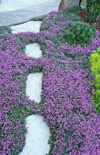 Conehead Thyme Pflanze in full bloom with purple Blumen