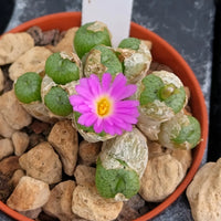 Conophytum Blumensamen zur Aussaat – hochwertige Qualitäts- – Traditionssorte & ohne Gentechnik Samen Hausgarten