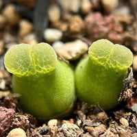 Conophytum hammeri samen for rare succulent growth
