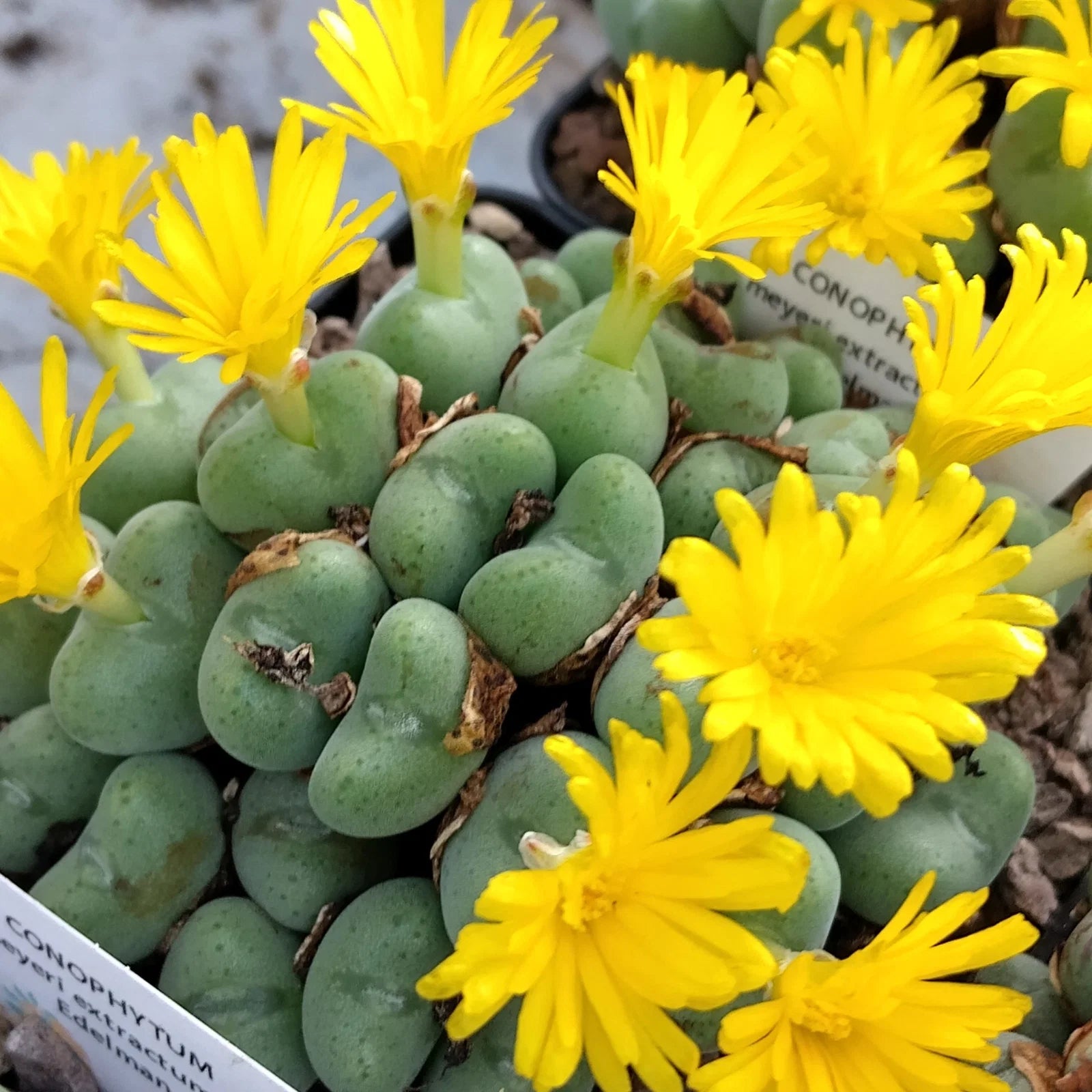 Gelb Conophytum Blumensamen zur Aussaat kompakt Wuchs Traditionssorte & ohne Gentechnik Samen Hausgarten