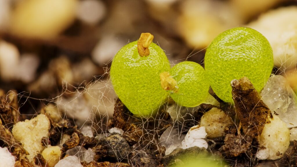 Conophytum hammeri samen for indoor anpflanzung
