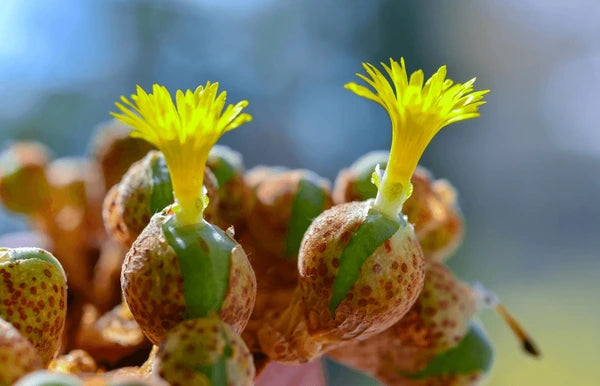 Gelb Conophytum Blumensamen zur Aussaat kompakt Wuchs Traditionssorte & ohne Gentechnik Samen Hausgarten