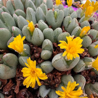 Gelb conophytum blume samen for anpflanzung compact growth heirloom & gmo free samen for home garten 
 
 sale samen for home garten anpflanzung