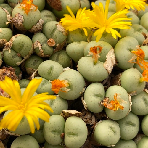 Gelb Conophytum Blume Samen zur Aussaat Samen einzigartig und kompakt Blüten