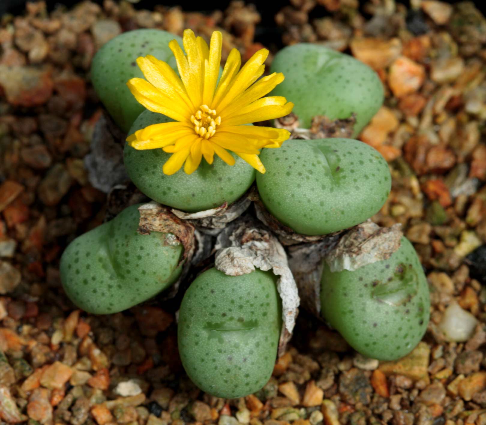 Gelb Conophytum Blume Samen zur Aussaat Samen einzigartig und kompakt Blüten