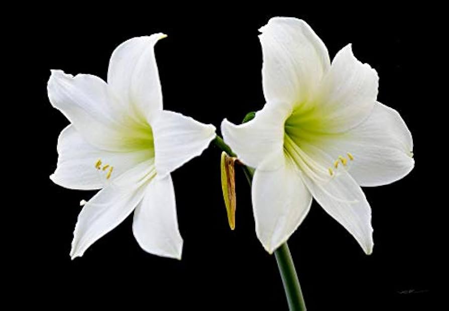 Amaryllis barbados blume samen for anpflanzung weiß - enjoy the elegant a stunning garten display