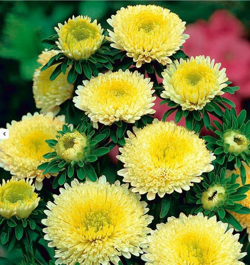 Gelb aster blumen in töpfen