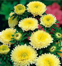 Gelb aster blumen in töpfen