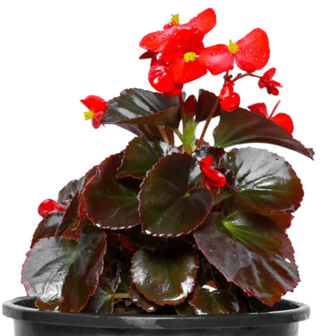 Begonia blumen in indoor containers