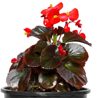 Begonia blumen in indoor containers