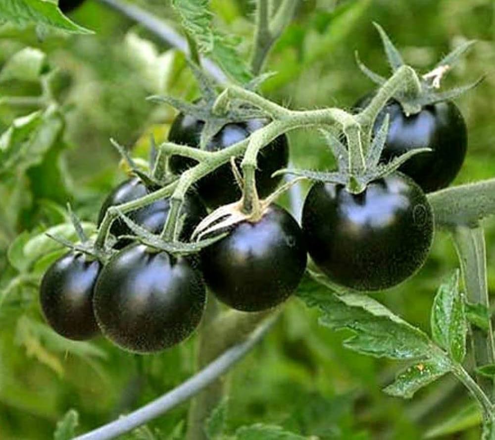Big huge schwarze tomato samen suitable für container aussaat and raised beds