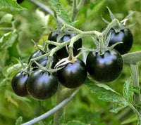 Big huge schwarze tomato samen suitable für container aussaat and raised beds