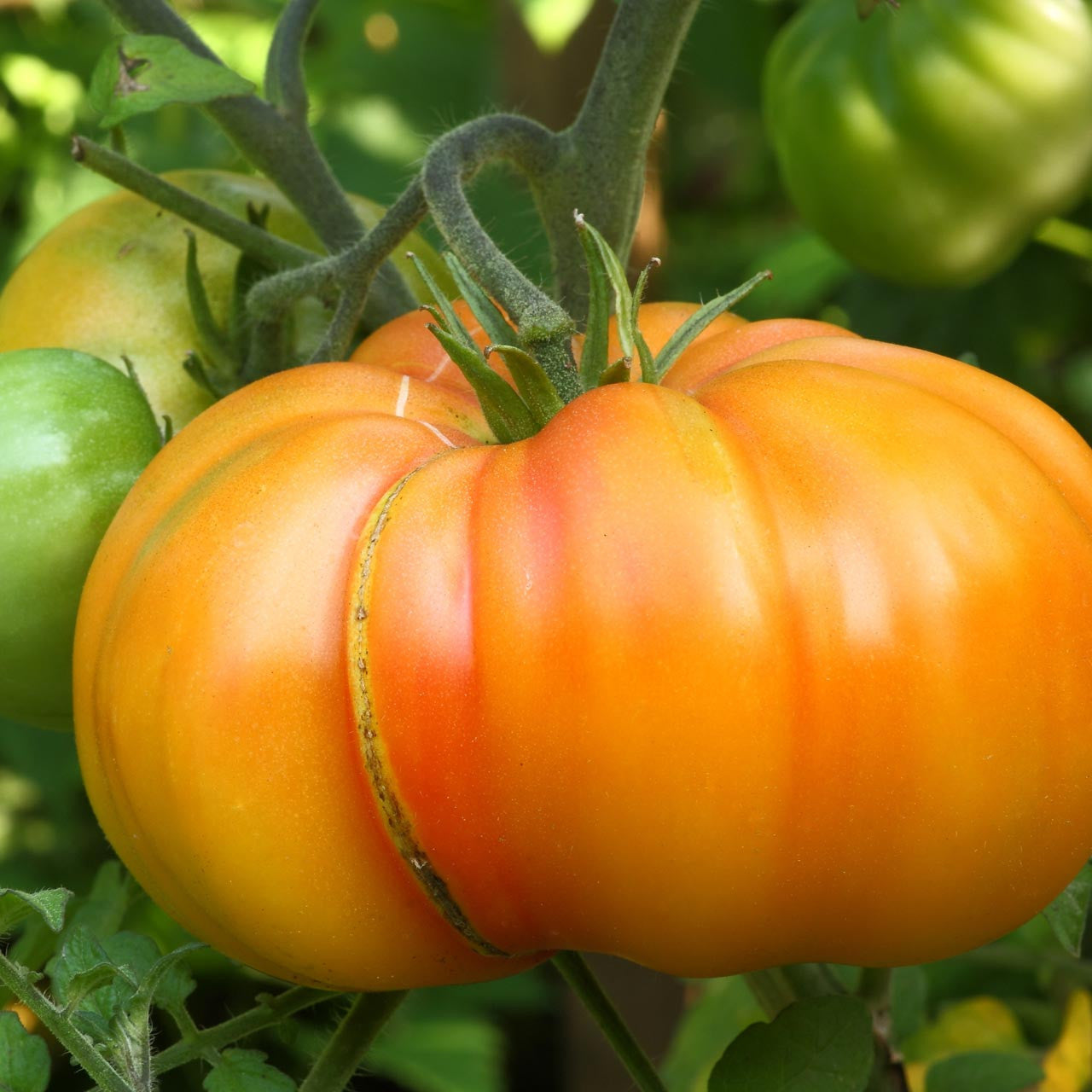 Big huge orange tomato samen suitable für container aussaat and raised beds