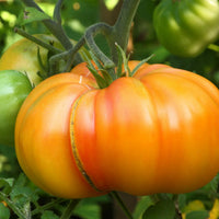 Big huge orange tomato samen suitable für container aussaat and raised beds