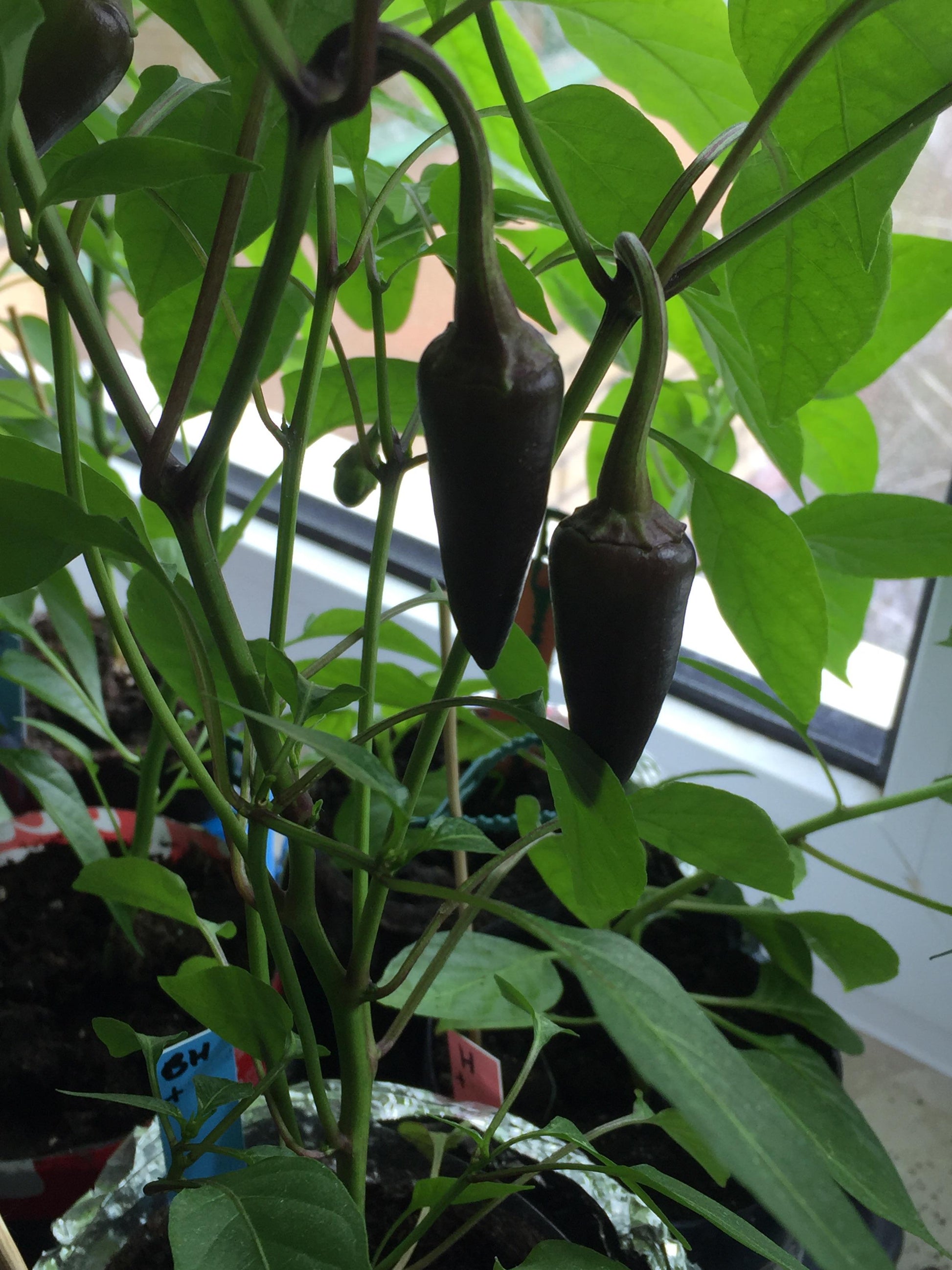 Schwarze hungarian peppers wachsend in container garten