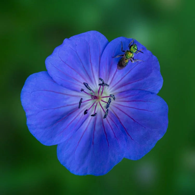 Blau pelargonium blumen in töpfen