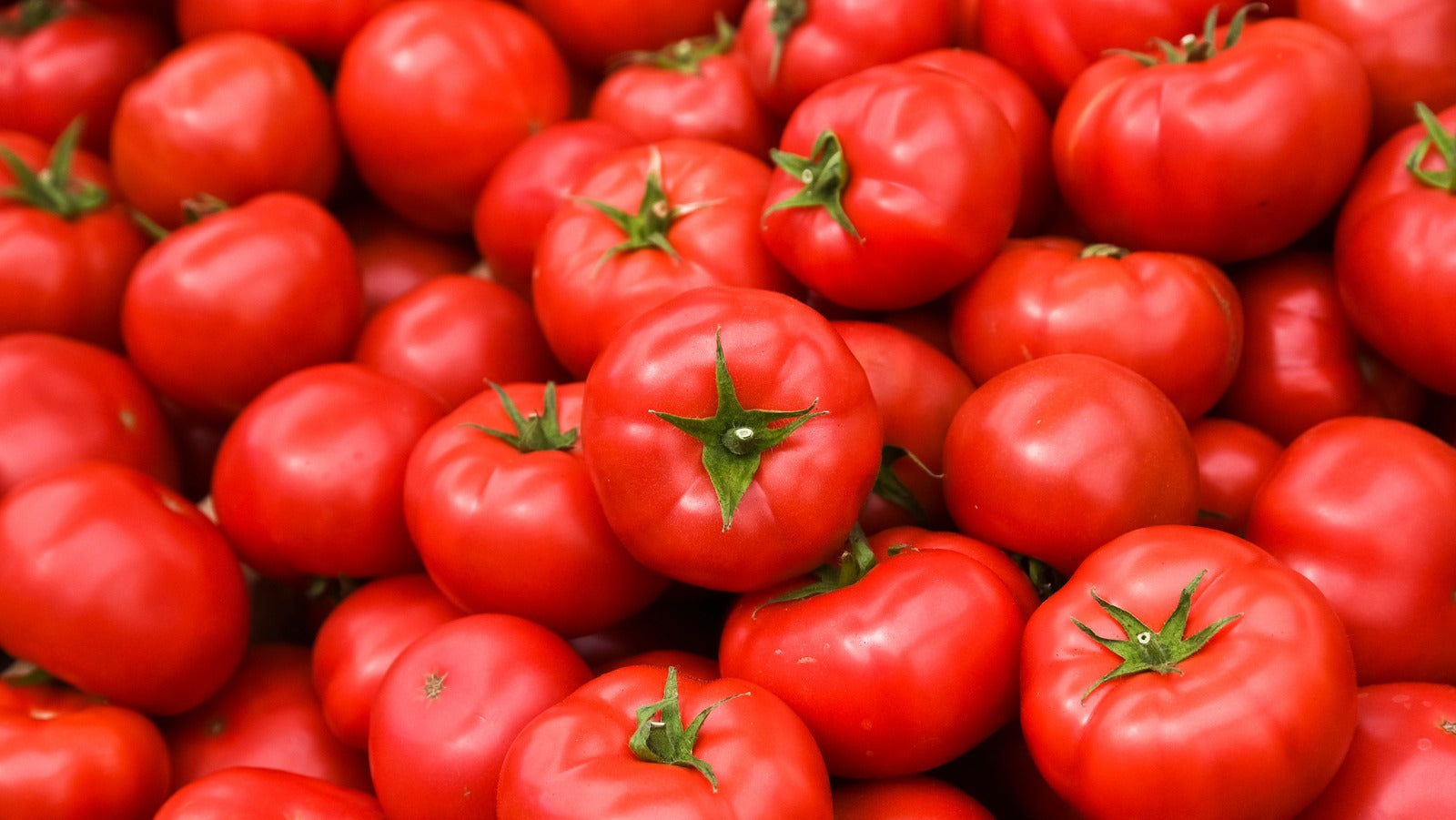 Cherry tomato pflanzen wachsend in containers