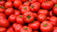 Cherry tomato pflanzen wachsend in containers