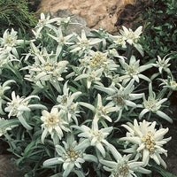 Edelweiss pflanzen wachsend in containers