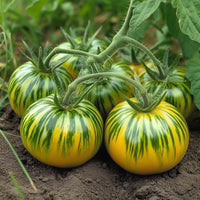 Tomato samen suitable für container gardening and raised bed cultivation