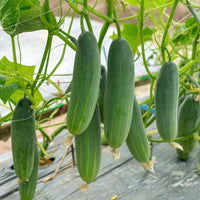 Cucumber samen für container and patio gardening