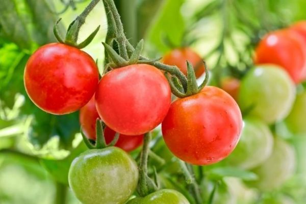 Grüne and red tomato samen suitable für container aussaat and raised beds