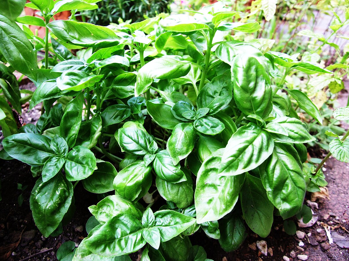 Container-grown Basil Kraut Pflanze for Zuhause Garten