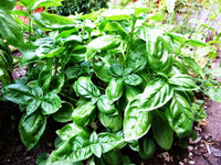 Container-grown Basil Kraut Pflanze for Zuhause Garten