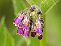 Container-grown Comfrey Pflanze for Zuhause Garten