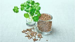 Container-grown Coriander Kraut Pflanze