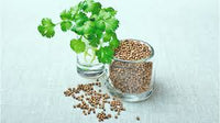 Container-grown Coriander Kraut Pflanze