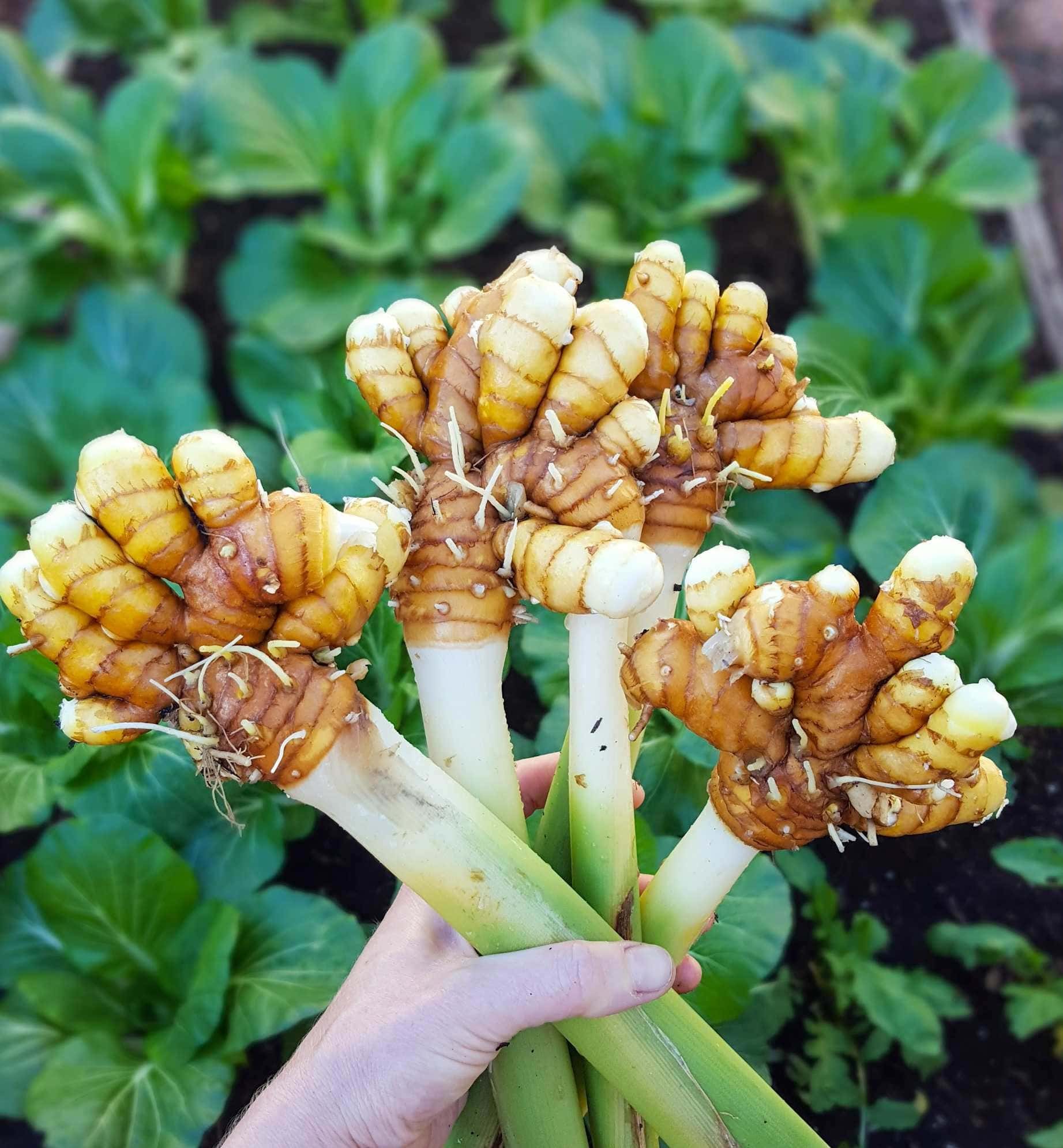 Container-grown Mixed Turmeric Pflanzen
