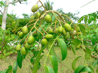 Container-grown Spondias tree in backyard Garten