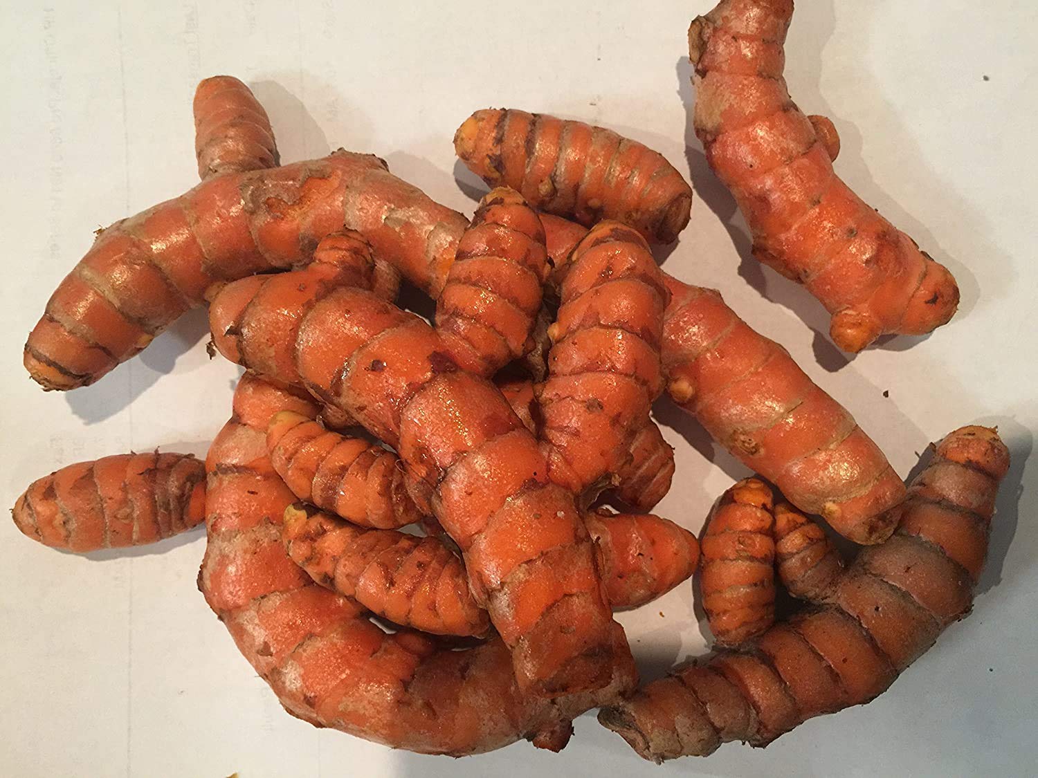 Container-grown Turmeric Pflanze for Kraut Garten