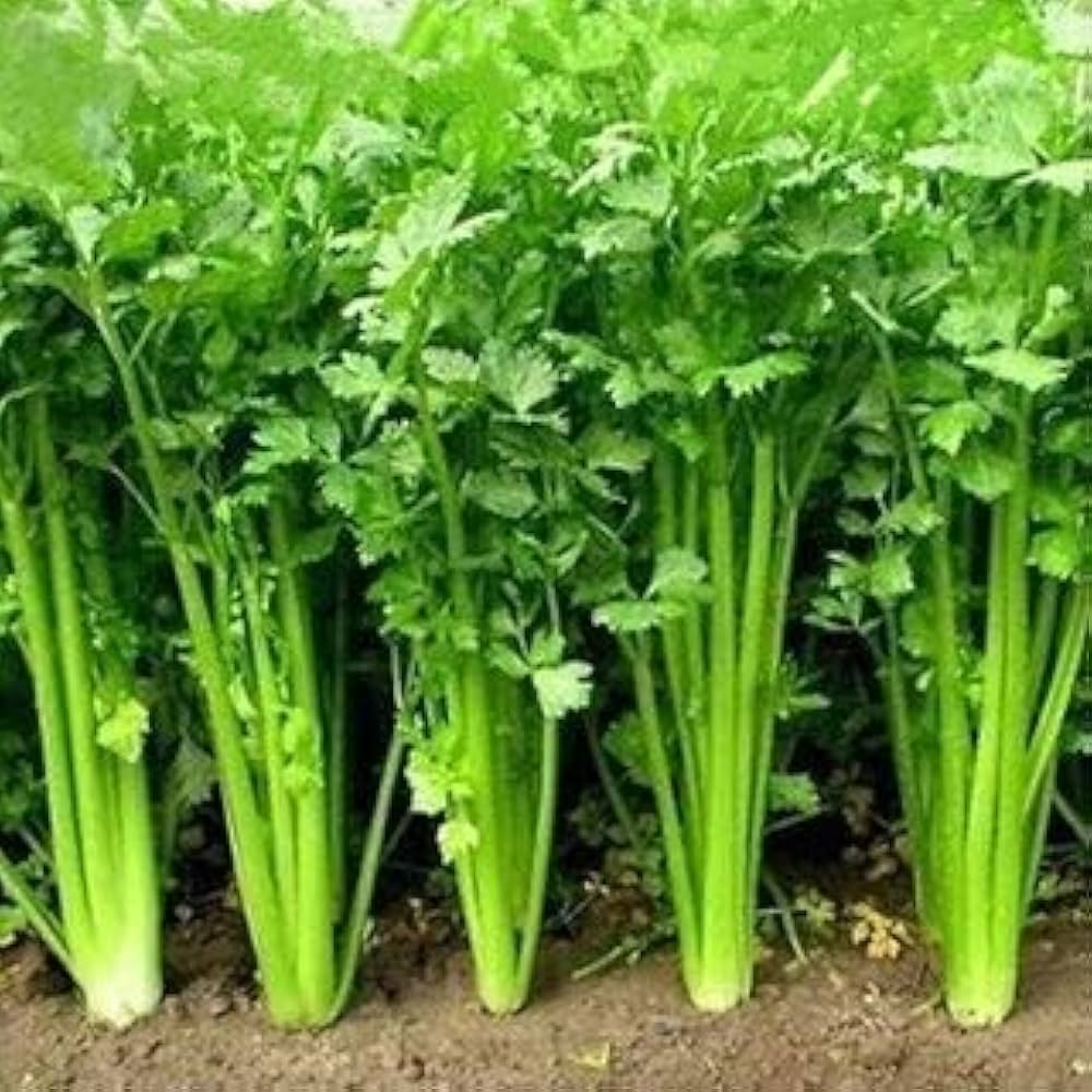 Leisure Cilantro Coriandrum sativum Anbau in Container for Kitchen Garten