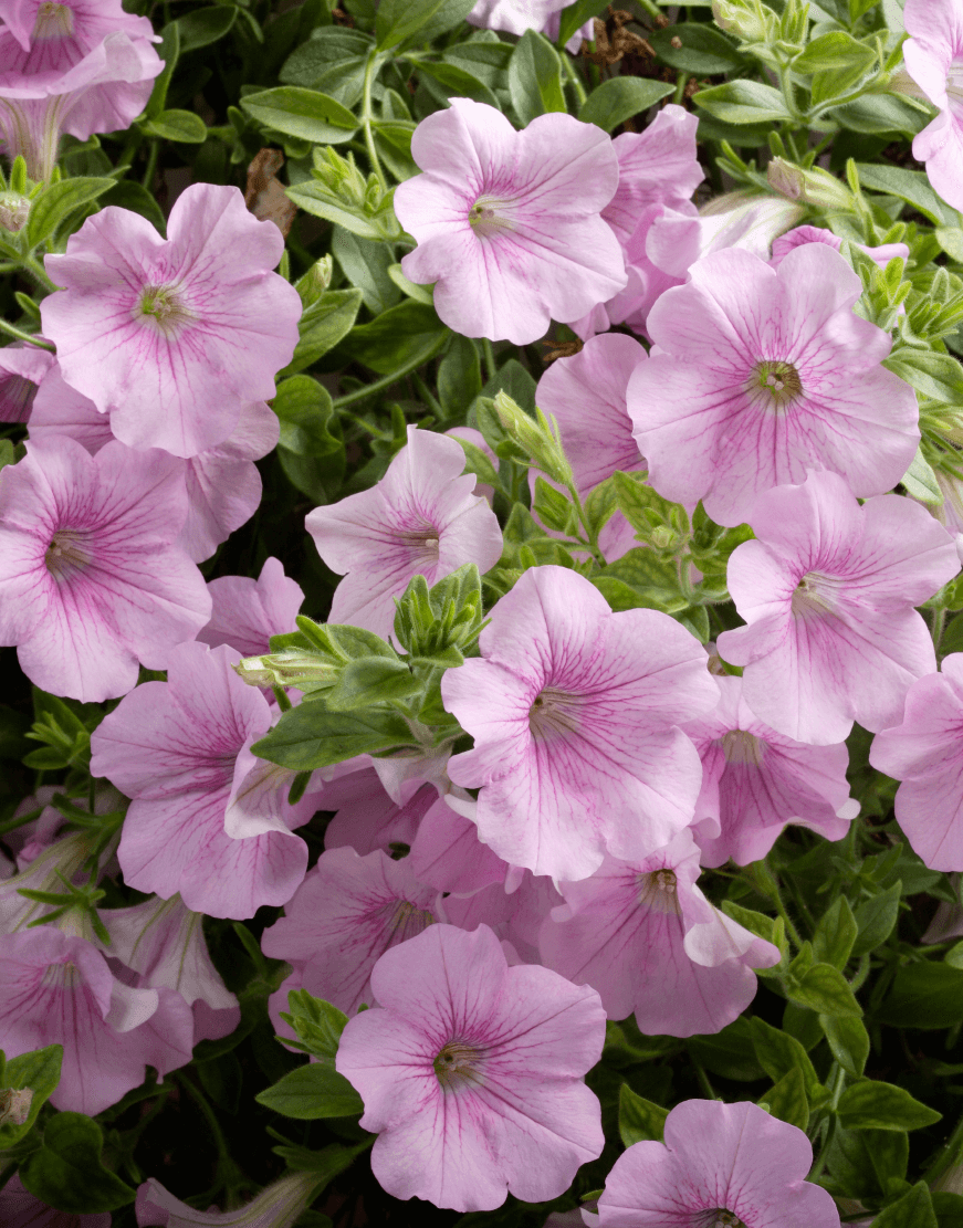Light rosa petunia blumen in töpfen